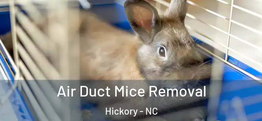 Air Duct Mice Removal Hickory - NC