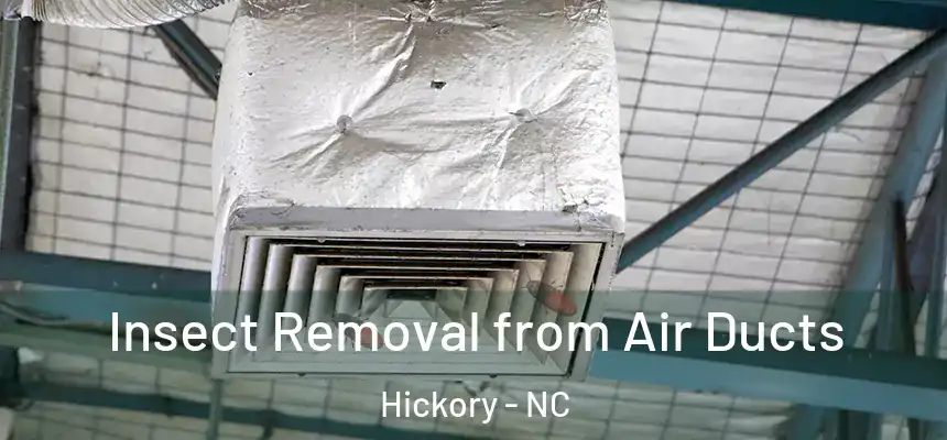 Insect Removal from Air Ducts Hickory - NC